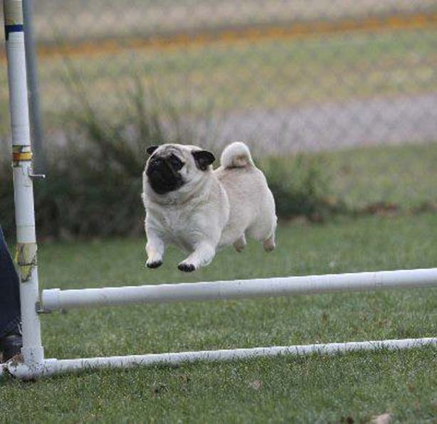 12 Pugs Totally Defying The Laws Of Physics 5 beautiful pug run jump