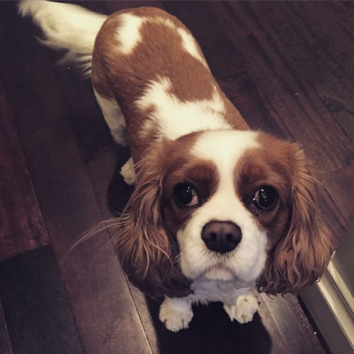 begging king spaniel