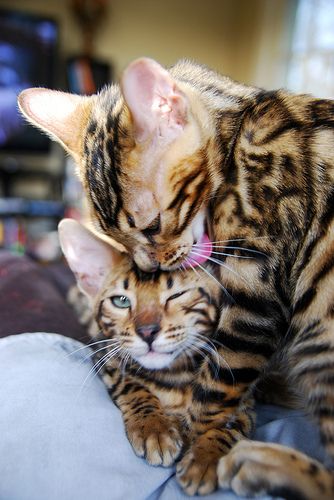 bengal kitty licking friends