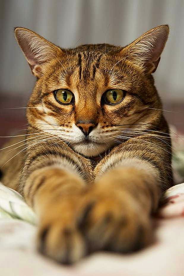 12 Reasons Why You Should Never Own Bengal Cats DaftSex HD