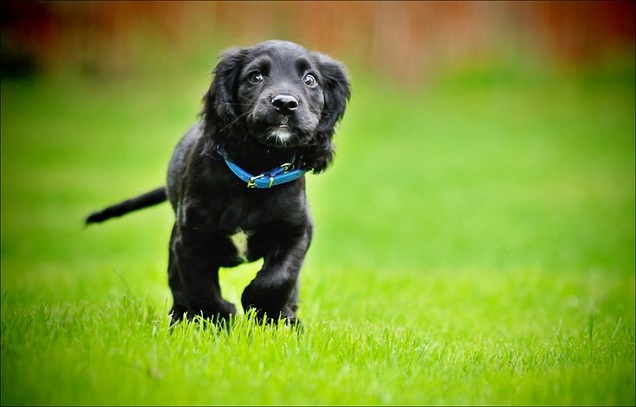 14 Signs You Are A Crazy Cocker Spaniel Person 6 black cocker spaniel green grass