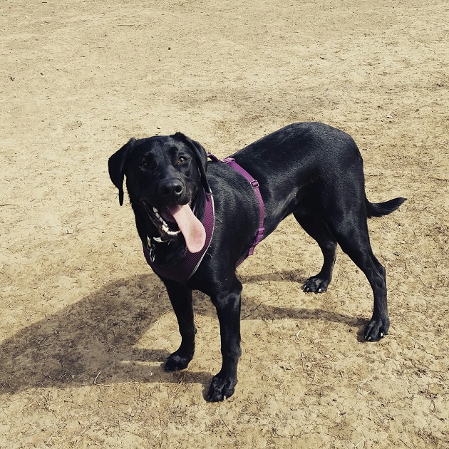 black dog beautiful labrador