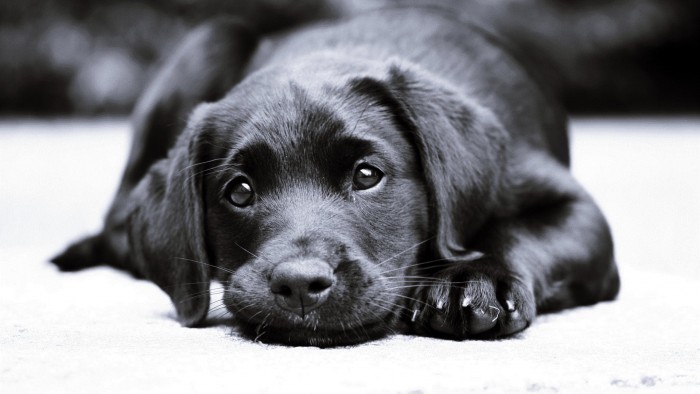 black face labrador eyes