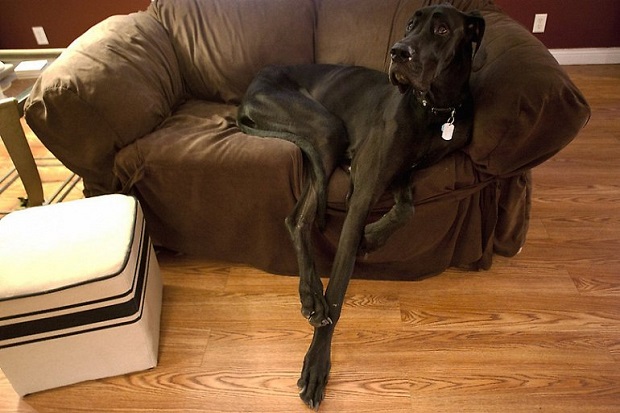 black great dane arm chair waiting