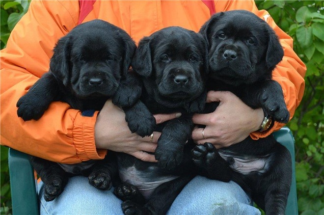 black labrador puppies
