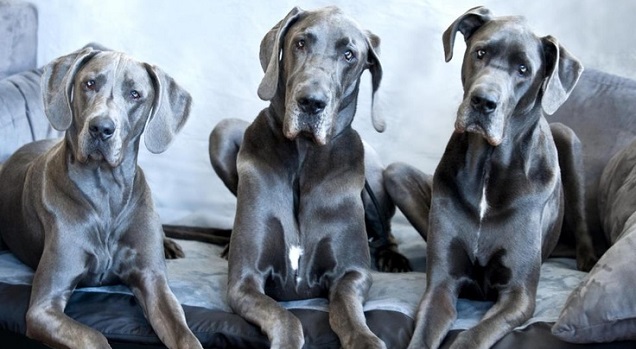 blue great danes listening