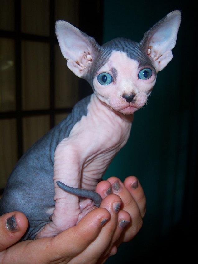 11 Things All Sphynx Cat Owners Must Never Forget