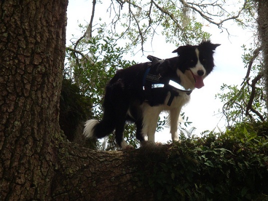 border collie climbing