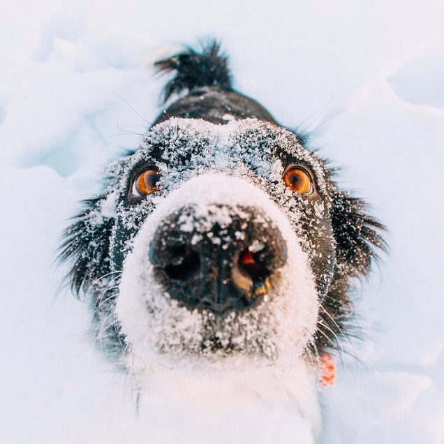 border collie face snow pics