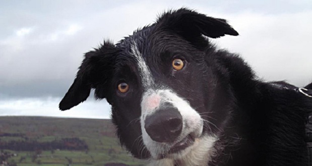 12 Border Collies Totally Defying The Laws Of Physics 3