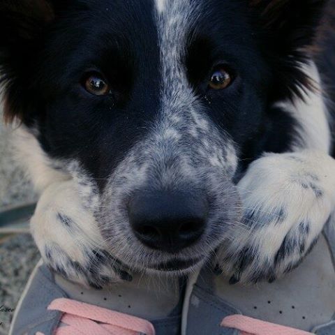 border collie face