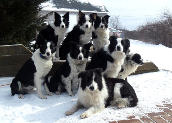 border collie flock