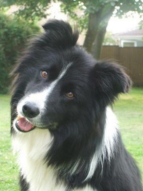 Top 10 Things Border Collies Don't Like