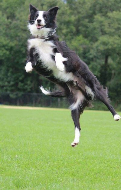 border collie pics jumping