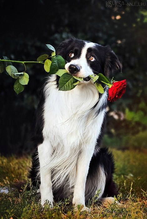 border collie rose