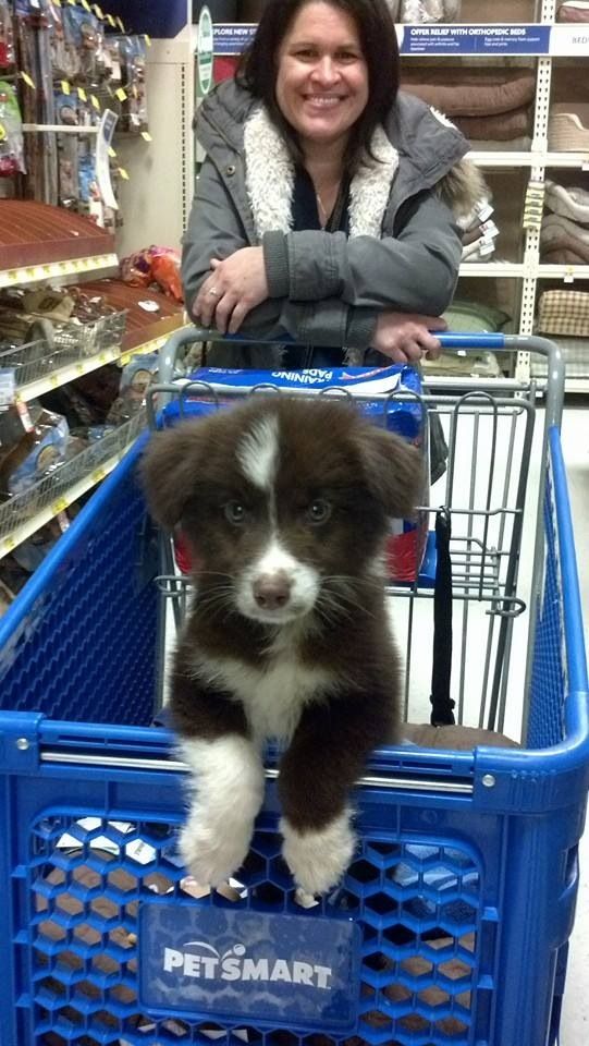 border collie shopping