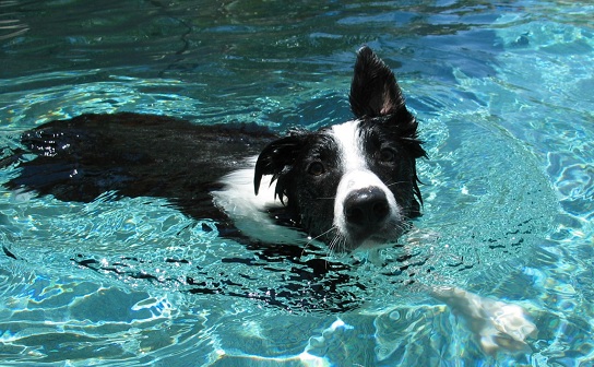 border collies and water