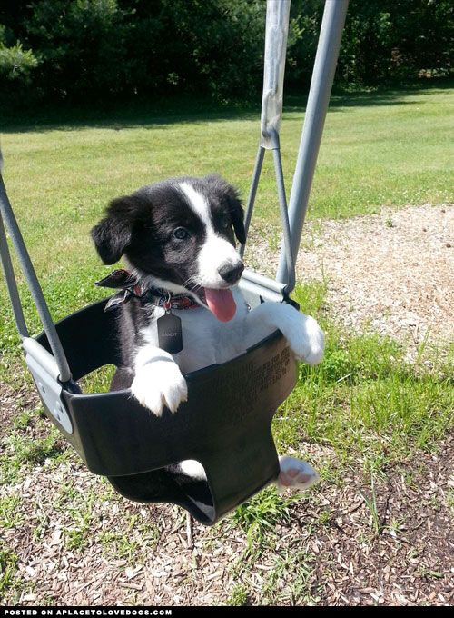 border collie swing