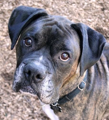 boxer cute face dog