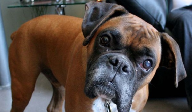 14 Boxer Dogs Totally Defying The Laws Of Physics 3