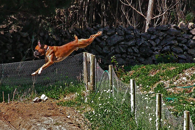 boxer dog flying dog