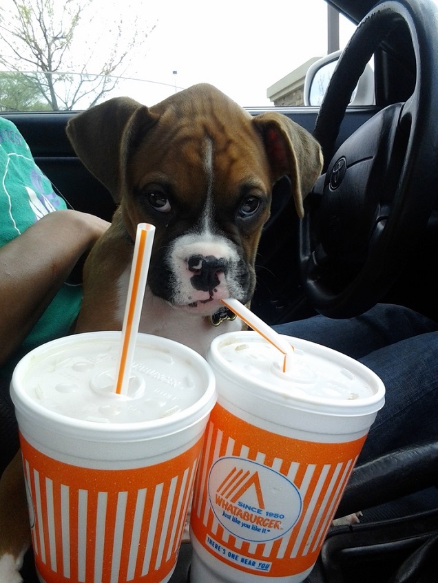 boxer dog puppy drink face car