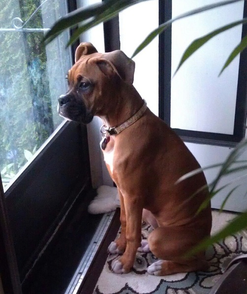 boxer dog waiting
