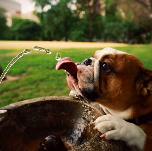 6 Things You Didn’t Know About Pets Fountains 9