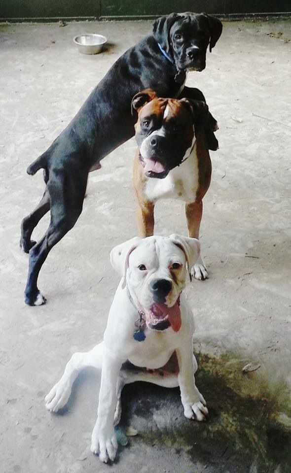 boxer pics dog sitting staring