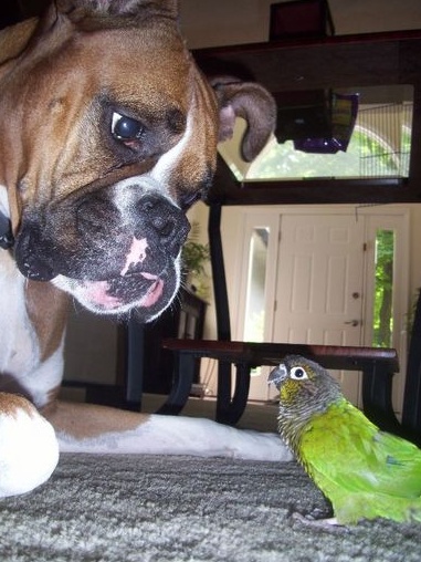 boxer watch bird pics