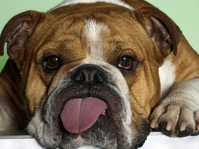 bulldog english watching