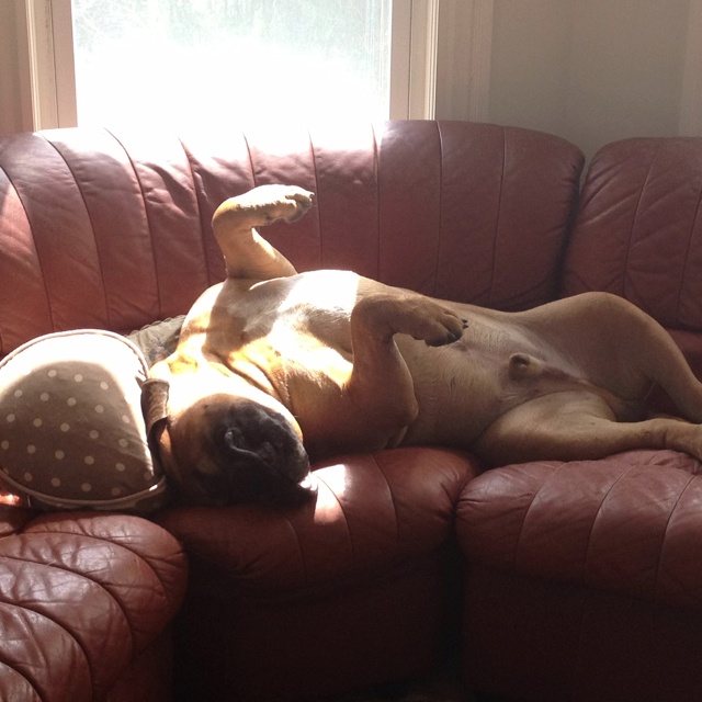 bullmastiff napping