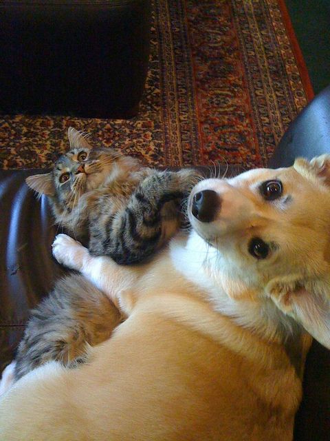 cat and corgi cuddling