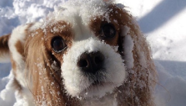 16 Things All Cavalier King Charles Spaniel Owners Must Never Forget 9