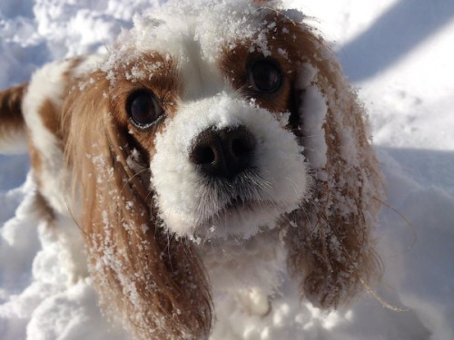 cavalier charles king spaniel snow