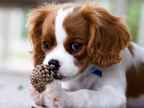 cavalier spaniel pics dog