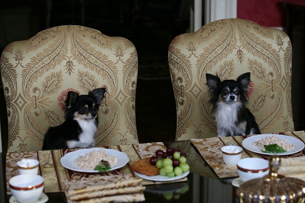 chihuahua dogs dinner