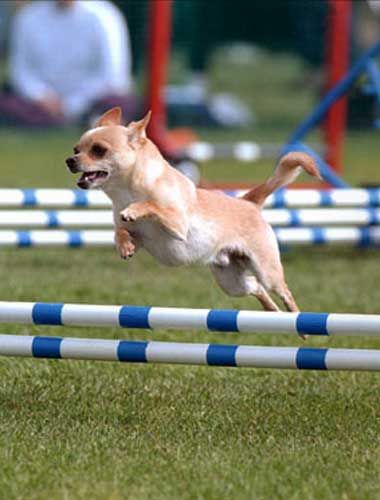 chihuahua dogs of seattle