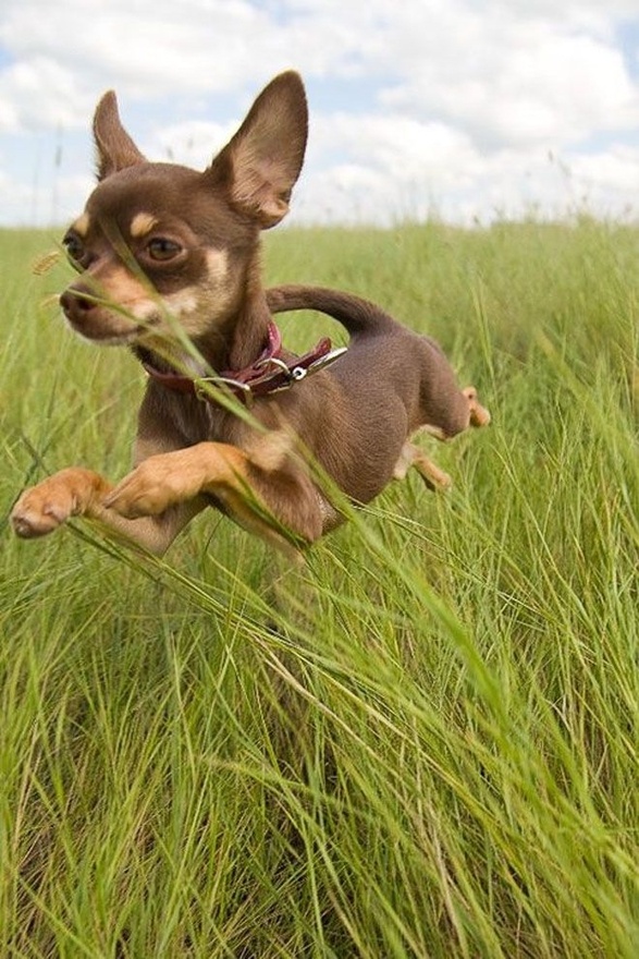 chihuahua green grass fly
