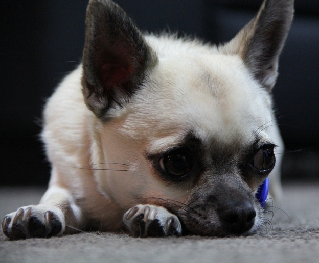 chihuahua sad dog