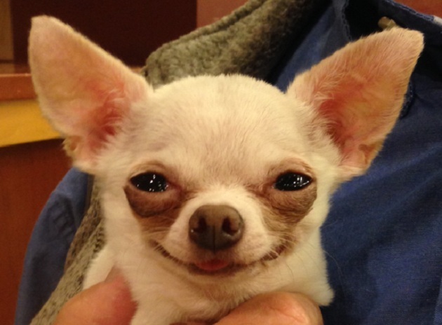 12 Chihuahuas Totally Defying The Laws Of Physics 9