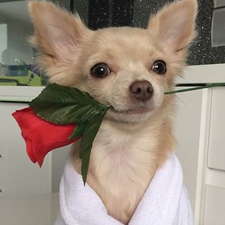 chihuahua with flower