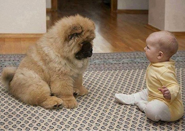 chow chow play with kid