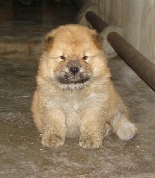 chow chow puppy pics