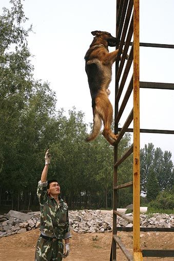 climb freaking ladders german shepherds