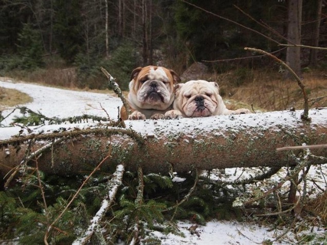 climbing english bulldogs pics tree forest