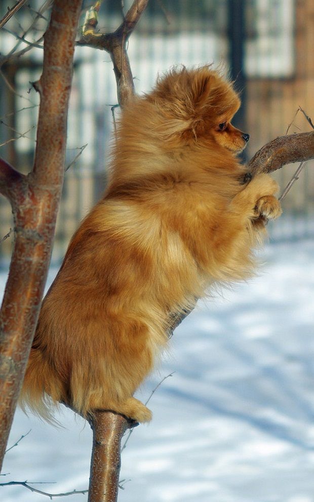 Top 10 Things Pomeranians Don’t Like 6 climbing pomeranian dog