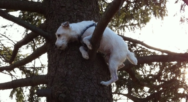 Top 10 Things Jack Russell Terriers Don’t Like 9