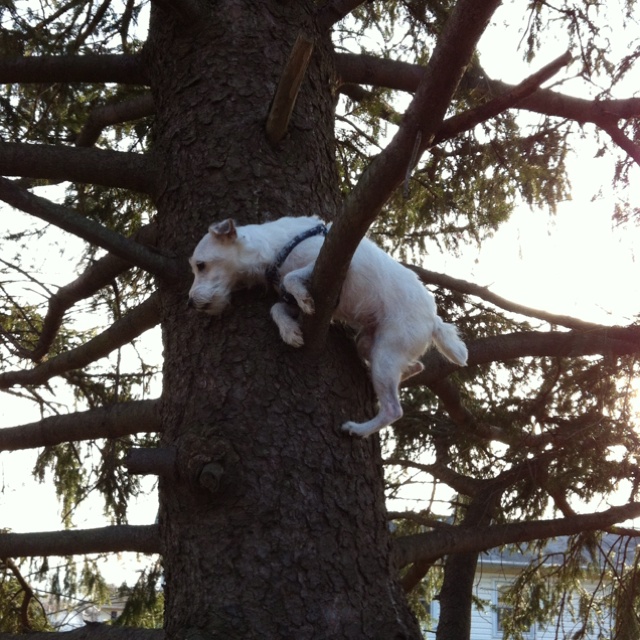 climbing the tree jack russell
