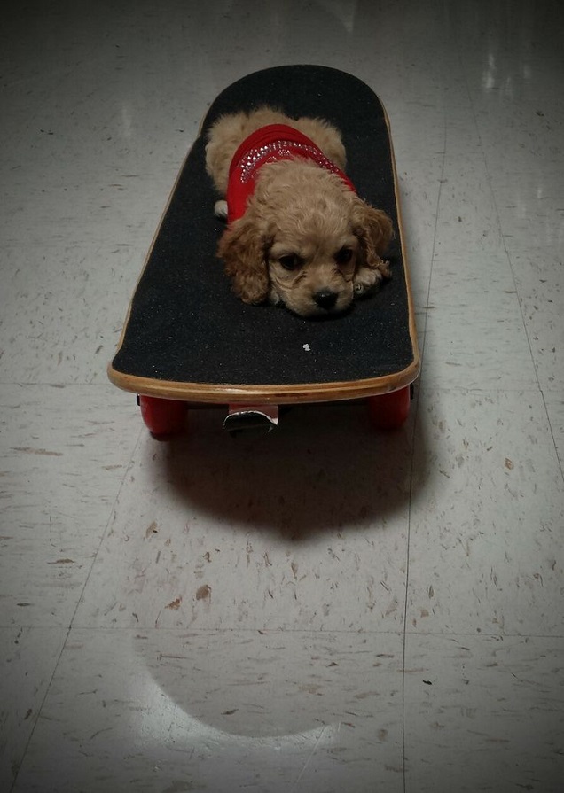 14 Signs You Are A Crazy Cocker Spaniel Person 2 cocker spaniel skateboard pics